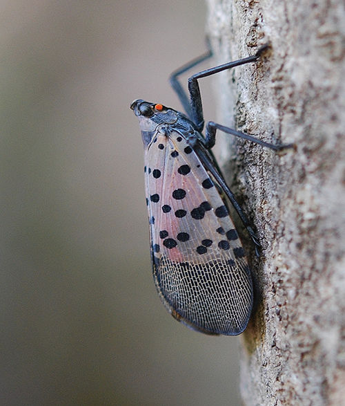 Spotted lanternfly, a dire threat to crops, shows up in MD